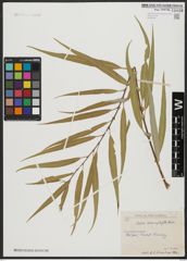 Foto von Salix acmophylla Boiss.